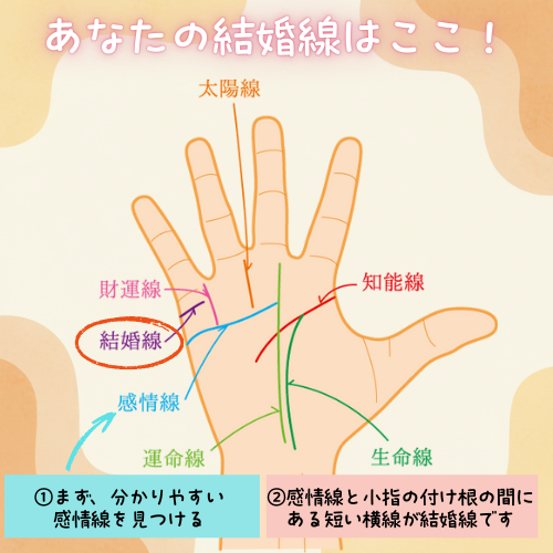 手のひらのイラスト。感情線と小指の付け根の間にある結婚線の位置を分かりやすく示している図。