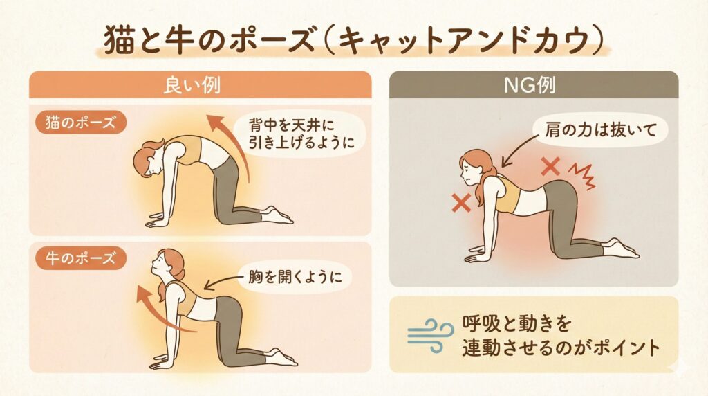 ヨガの猫と牛のポーズのやり方を示したイラスト。良い例では背骨のしなやかな動きが、NG例では肩の力みが表現されている