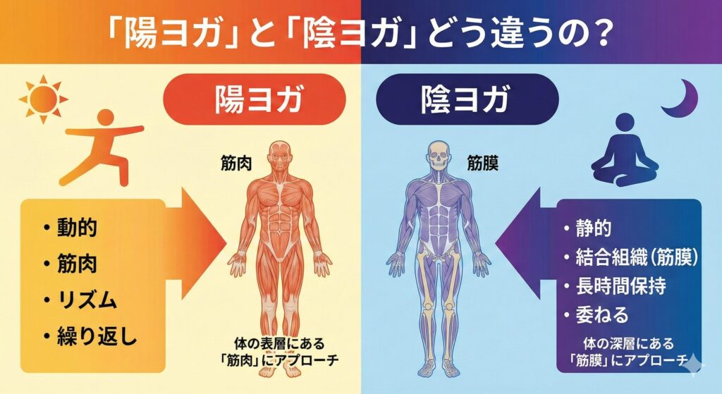 陽ヨガが筋肉に動的にアプローチするのに対し、陰ヨガが結合組織(筋膜)に静的・長時間アプローチする違いを示した比較インフォグラフィック。